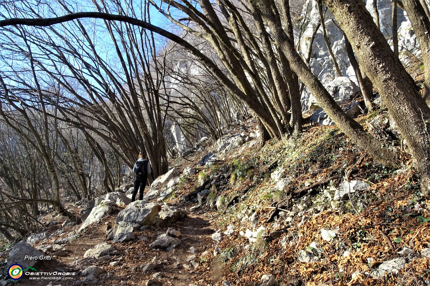 13 Salendo sul sent. 571 nel bel bosco di carpini neri ricurvi.JPG
